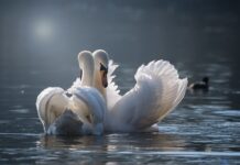 Co na łączenie płytek z panelami?